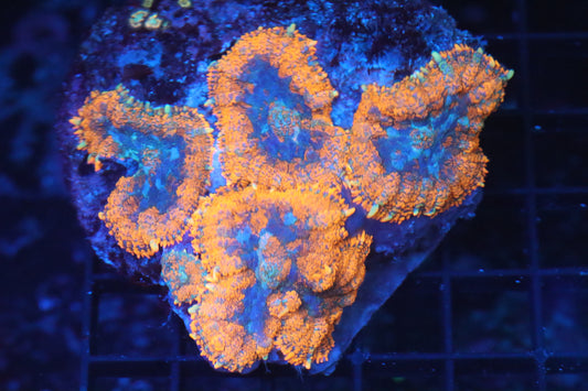 Rhodactis Mushroom Colony (B143)