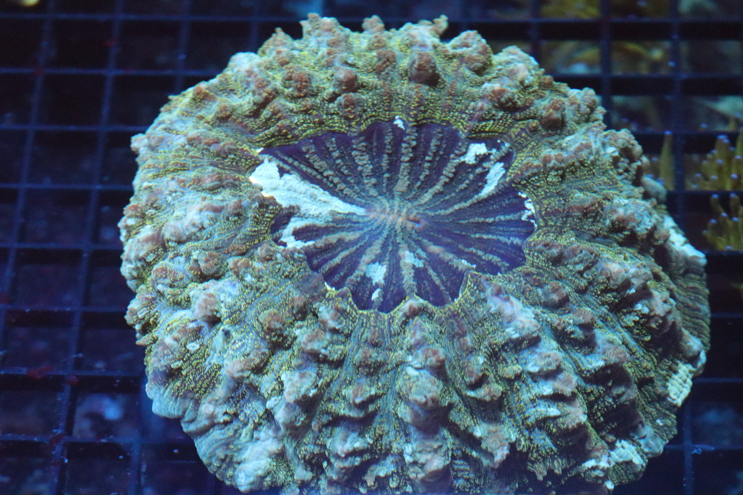 Green Aussie Acantho (B124) Medium
