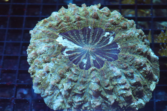 Green Aussie Acantho (B124) Medium