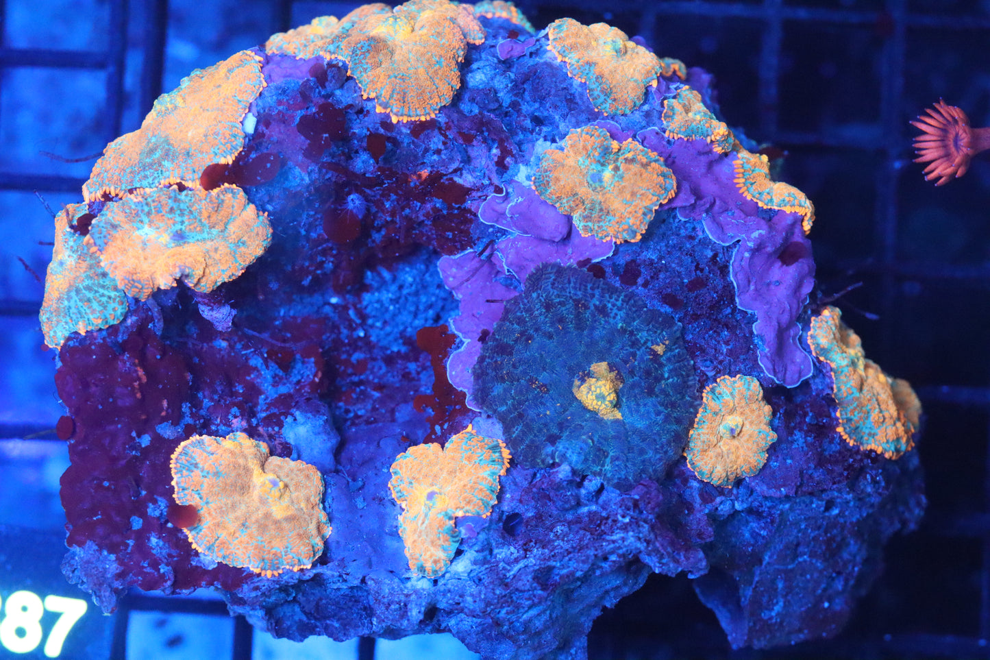 Rhodactis Mushroom Colony (B137)