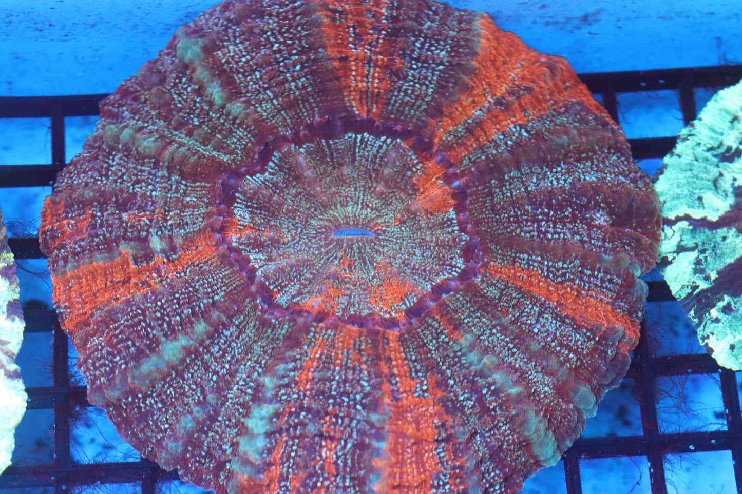 Red Streak Acantho (D224) Medium