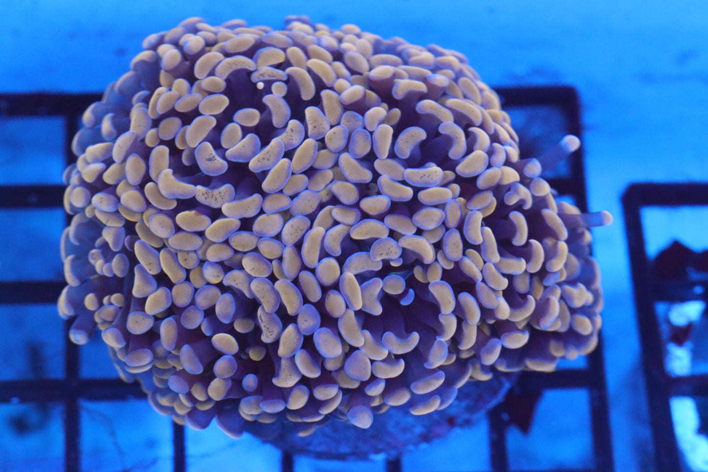 Rose Branching Hammer Colony (D221)