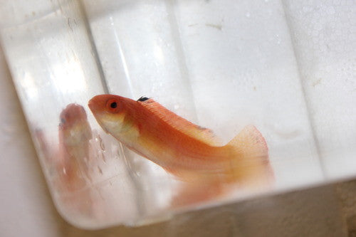 Hooded Fairy Wrasse (female) Australia | Cirrhilabrus bathyphilus