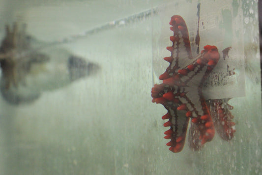 Red Knob Sea Star (Protoreaster linckii)