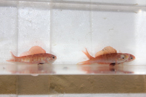 Coral Sea Sailfin Anthias Pair| rabaulichthys squirei