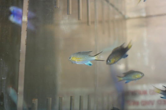 Vanderbilt Chromis group of 10