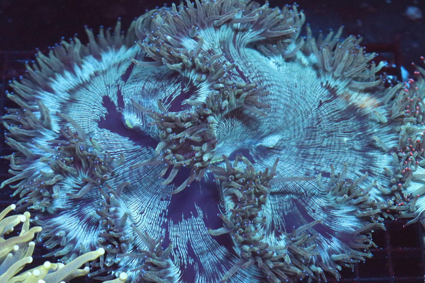 Blue Tip Elegance Coral (D212)