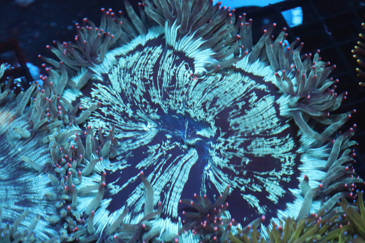 Pink Tip Elegance Coral (B150)