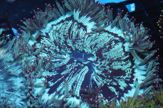 Pink Tip Elegance Coral (B150)
