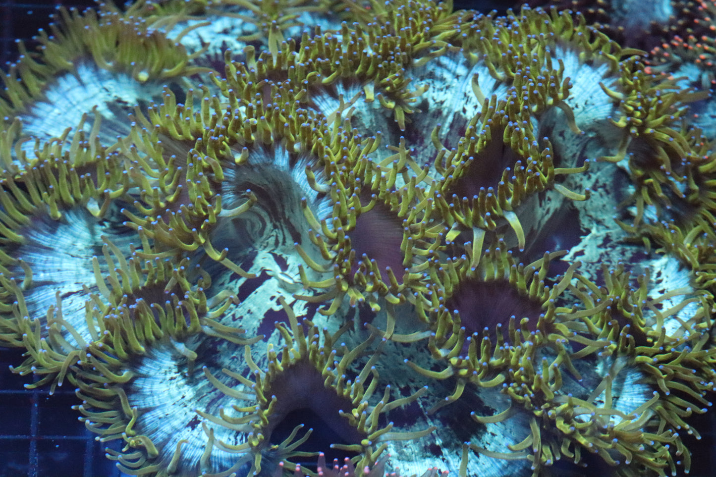 Electric Neon Blue Tip Elegance Coral (D162)
