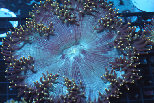 Neon Tip Elegance Coral (D162)
