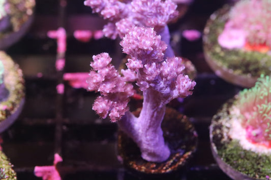 Purple Kenya Tree (B132)
