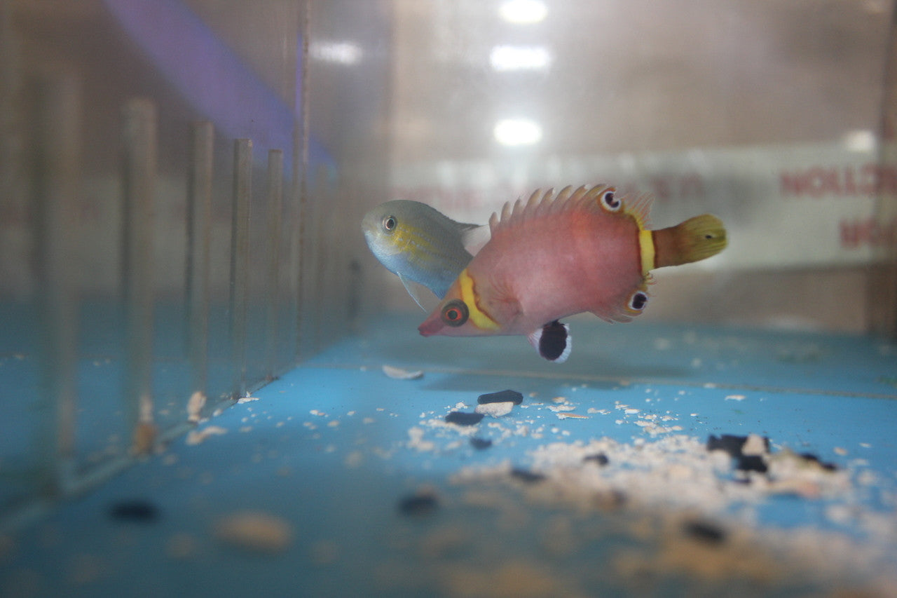 Possum Wrasse (yellow band)