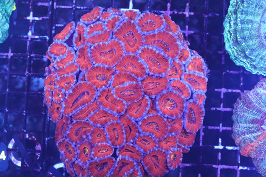 Micromussa Lord Colony (B23)