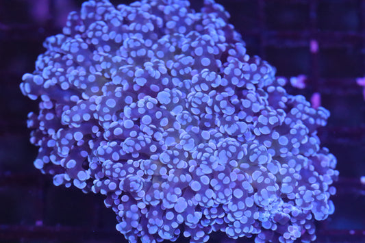 Chunky Pink Frogspawn (B128)