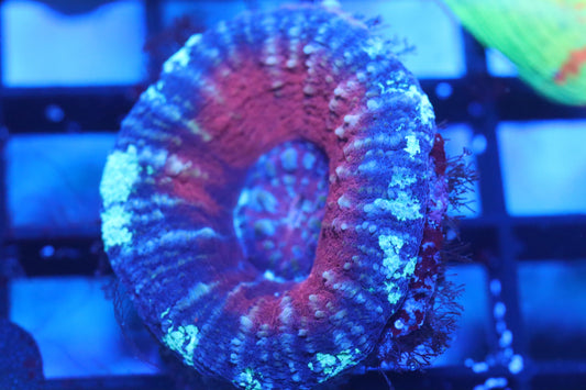 Aussie Pink Scoly (B133)