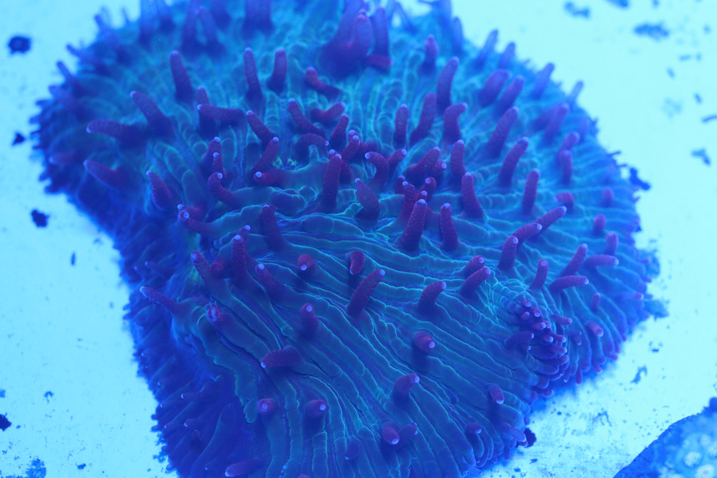 Red Tentacle Plate (B107)