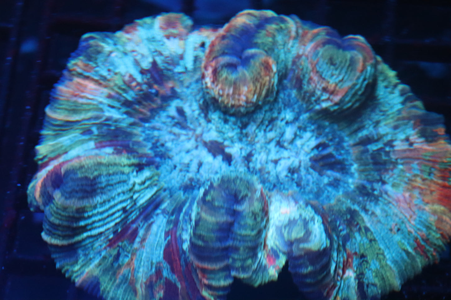 Ultra Trachy (D228)