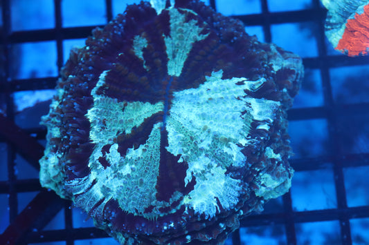 Aussie Acantho (D241) Small