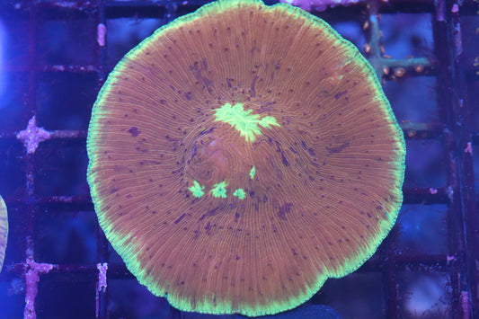 Neon Ring Plate (B127)