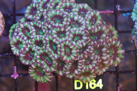Micromussa Lord Colony (D164)