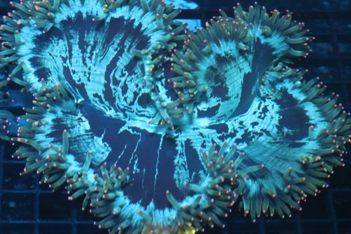 Pink Tip Elegance Coral (D218)