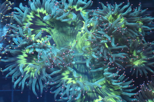 Neon Mouth Pink Tip Elegance Coral (D157)