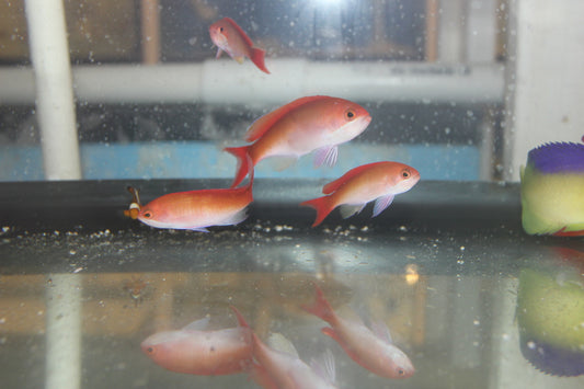 Red Bar Anthias | Pseudanthias Cooperi