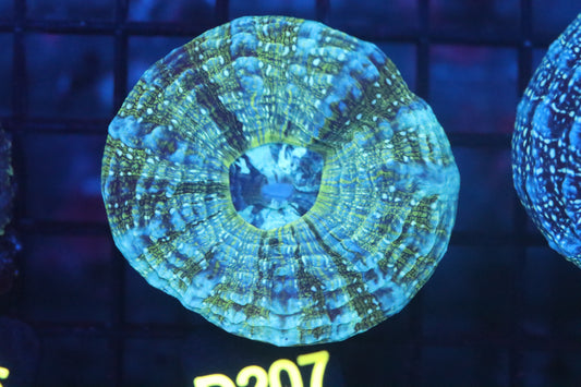 Aussie Acantho (D207) Small