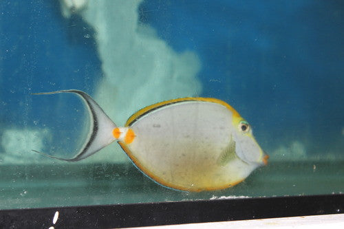 Blonde Naso Tang (7-8" Male)