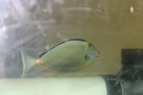 Naso Tang (Hawaiian) 12"