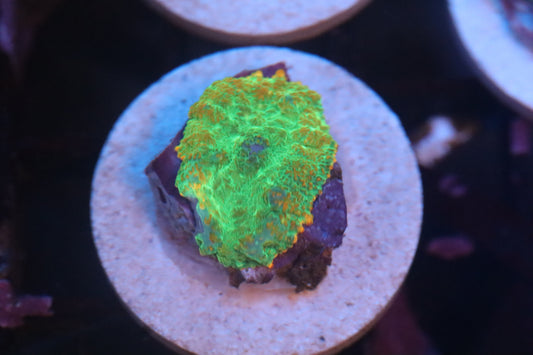 Neon Discosoma (D204)