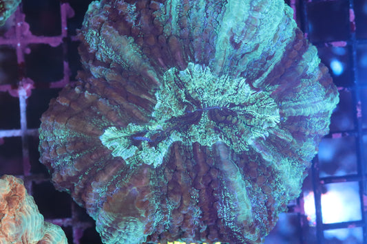 Aussie Acantho (D180) Medium
