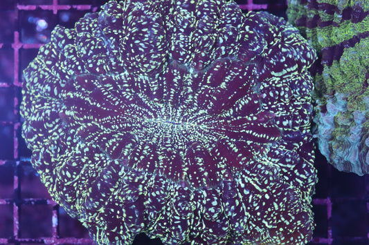 Aussie Acantho (D202)