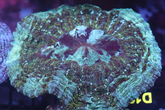 Aussie Acantho (D197) Medium