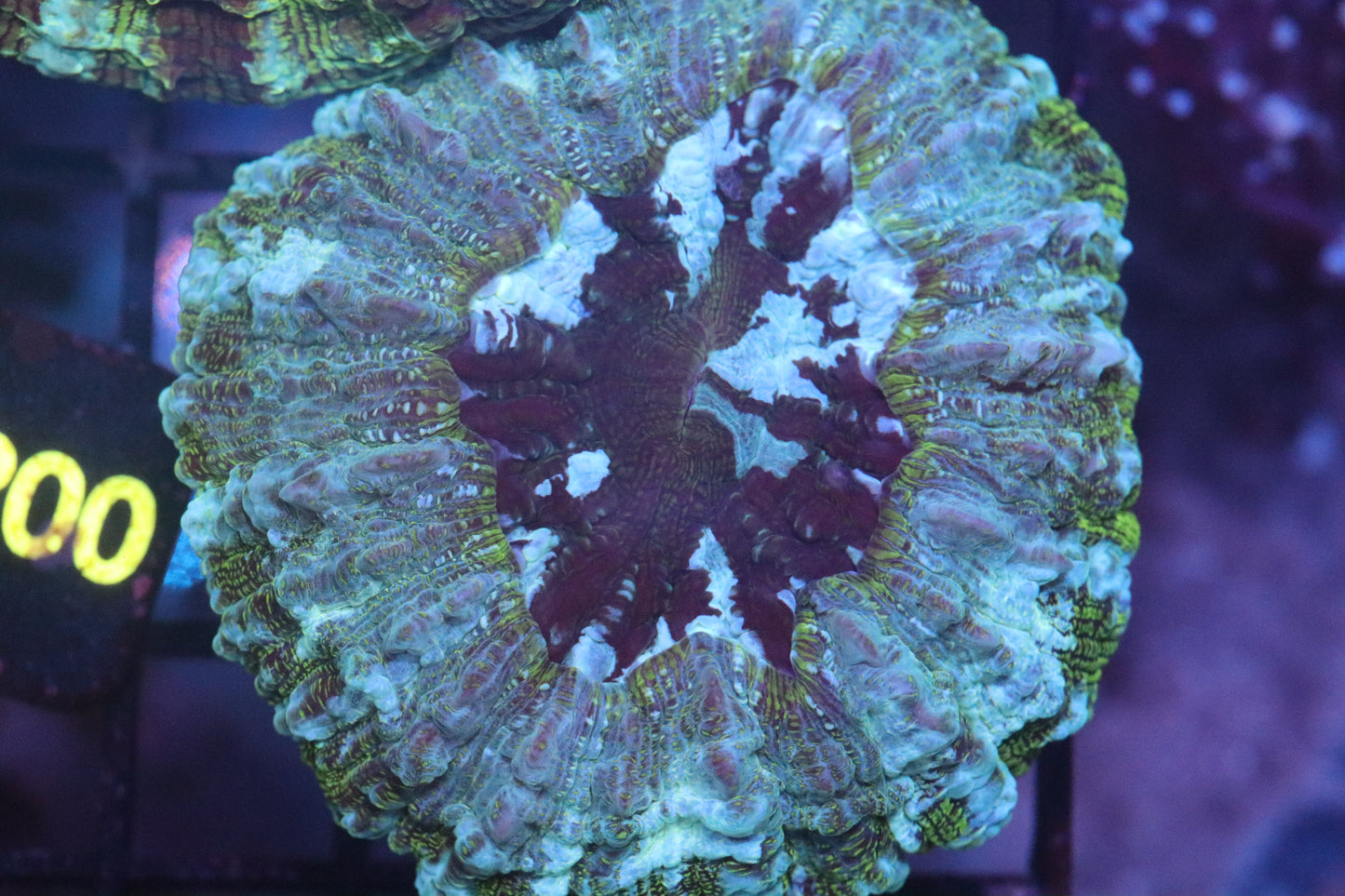Aussie Acantho (D230) Small
