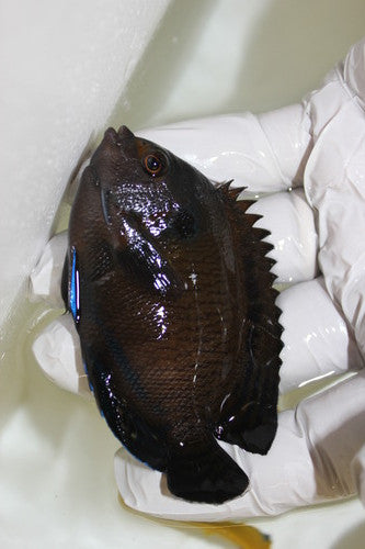 Blue Finned Pygmy Angel (4")