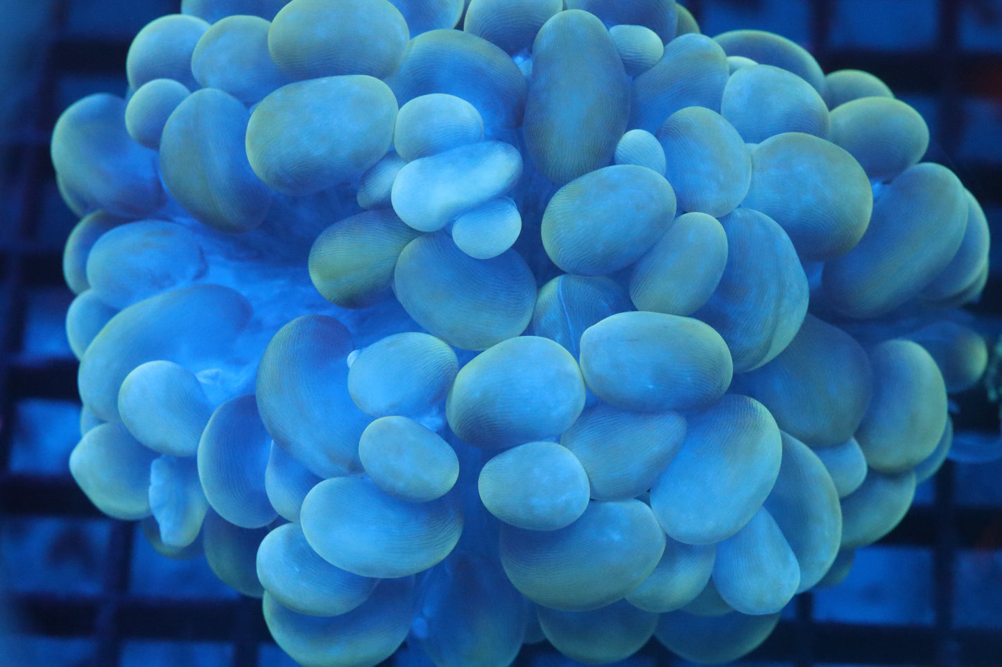 Pearl Bubble Coral (D217)