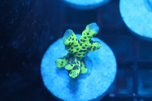 Neon Green Montipora Spongodes (21)