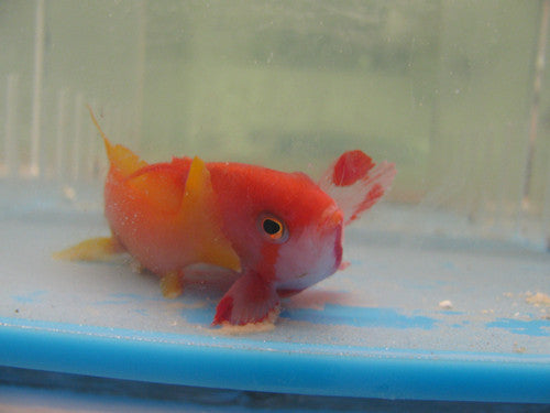 Lyretail Anthias (Red Sea)-male
