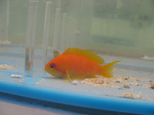 Lyretail Anthias (Kenya)-Female (2")
