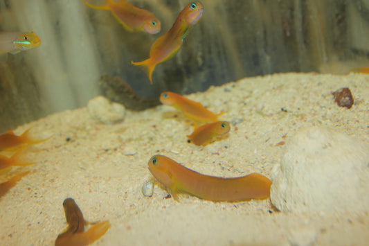 Midas Blenny