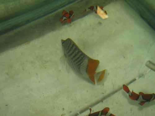 Madagascar Butterfly 3"