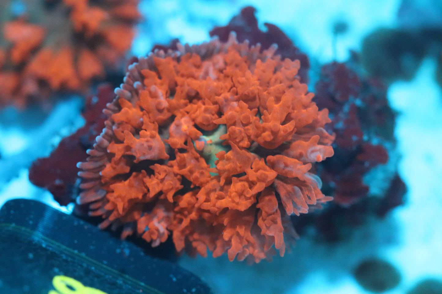 Flame Thrower St.Thomas Mushroom (c114)