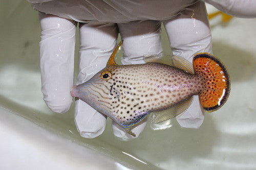 Red Filefish Red Fantail Filefish | Pervagor spilosoma – NYAquatic