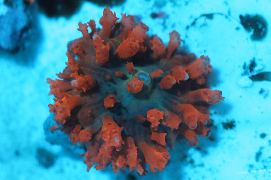 Flame Thrower St.Thomas Mushroom (B3)