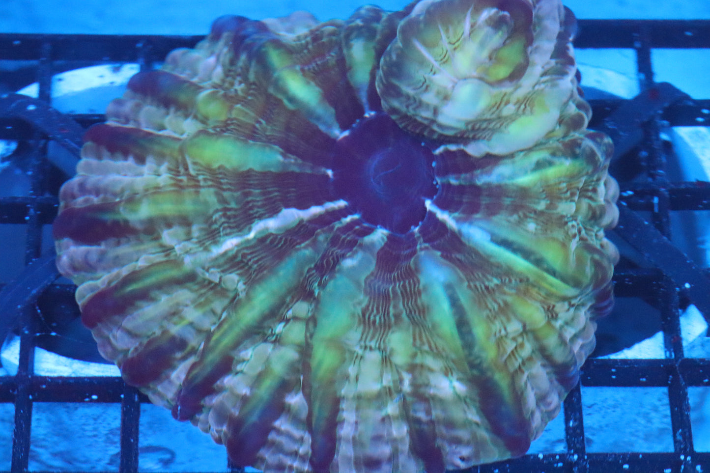Multi Color Indophyllia (D101)
