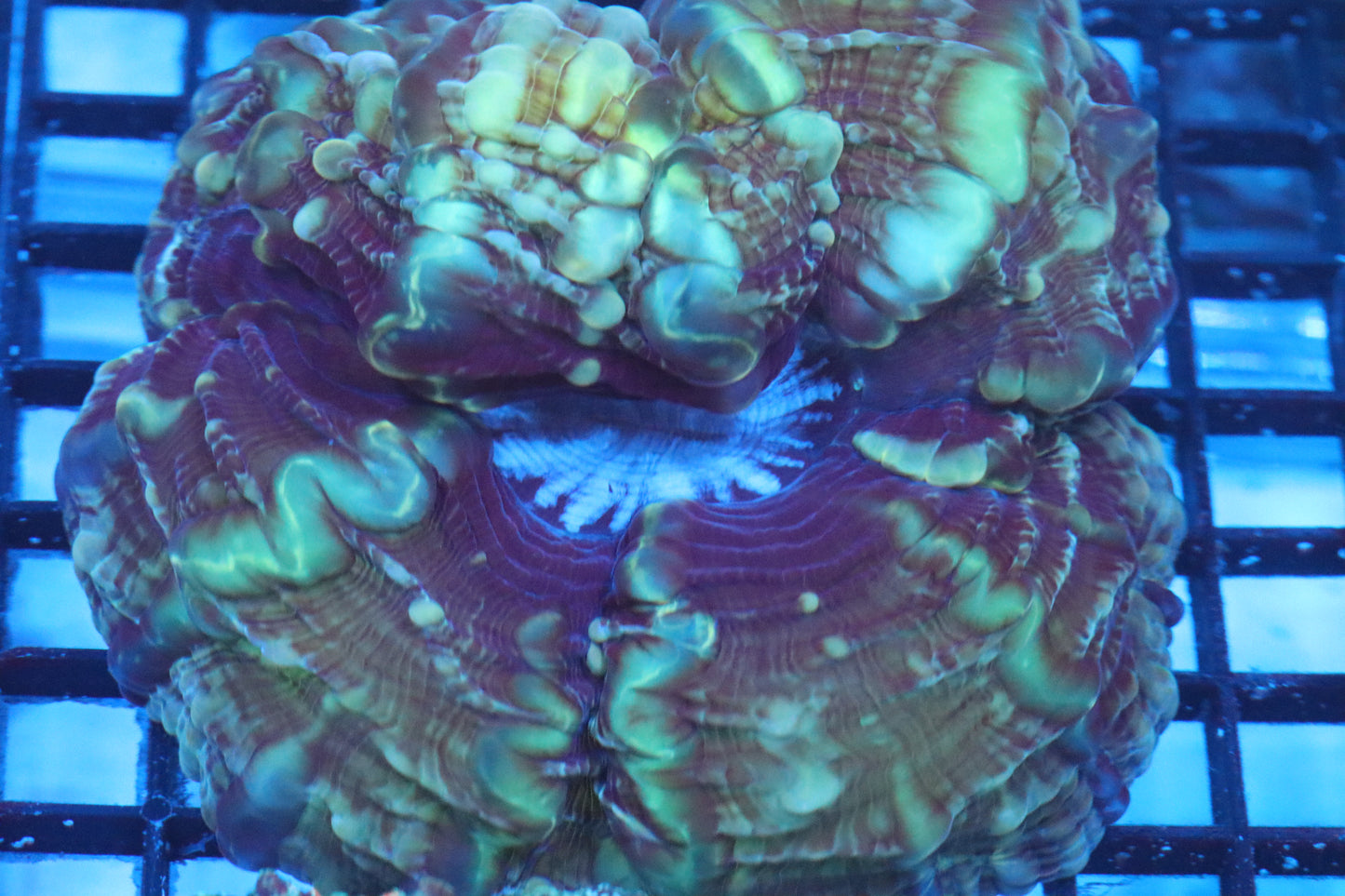 Multi Color Indophyllia (D103)