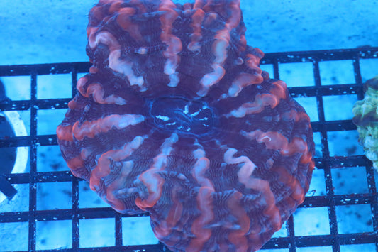 Multi Color Indophyllia (D105)