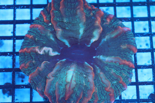 Multi Color Indophyllia (D106)